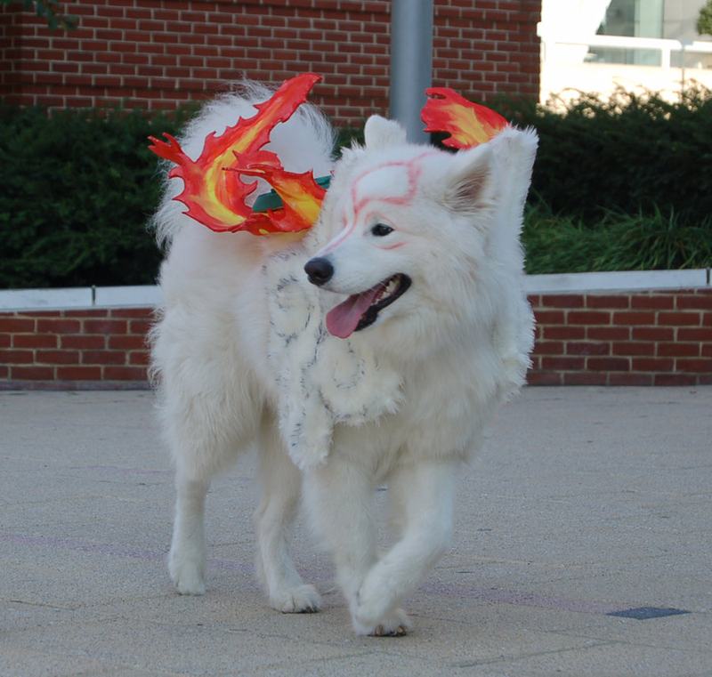 Illustration for article titled Meet a Dog That's Blissfully Unaware He's Cosplaying Amaterasu